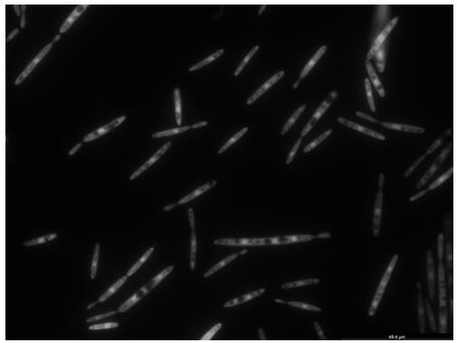 A kind of endogenous strong promoter phsp of smut smut and its expression vector and application