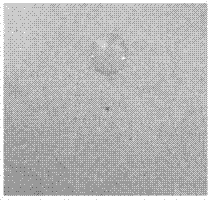 Oil-repellent coated corrugated case and preparation method thereof