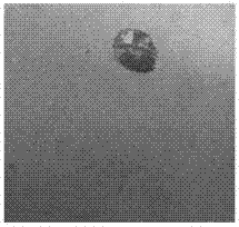 Oil-repellent coated corrugated case and preparation method thereof