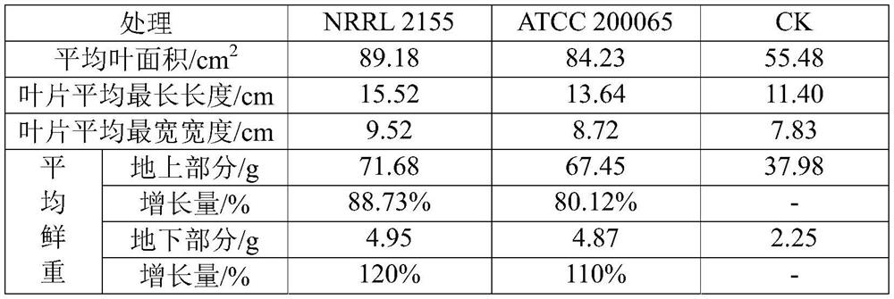 Application of Thermophilic Bacteria in Improving Fertility, Potassium and Magnesium Fertilizer Content