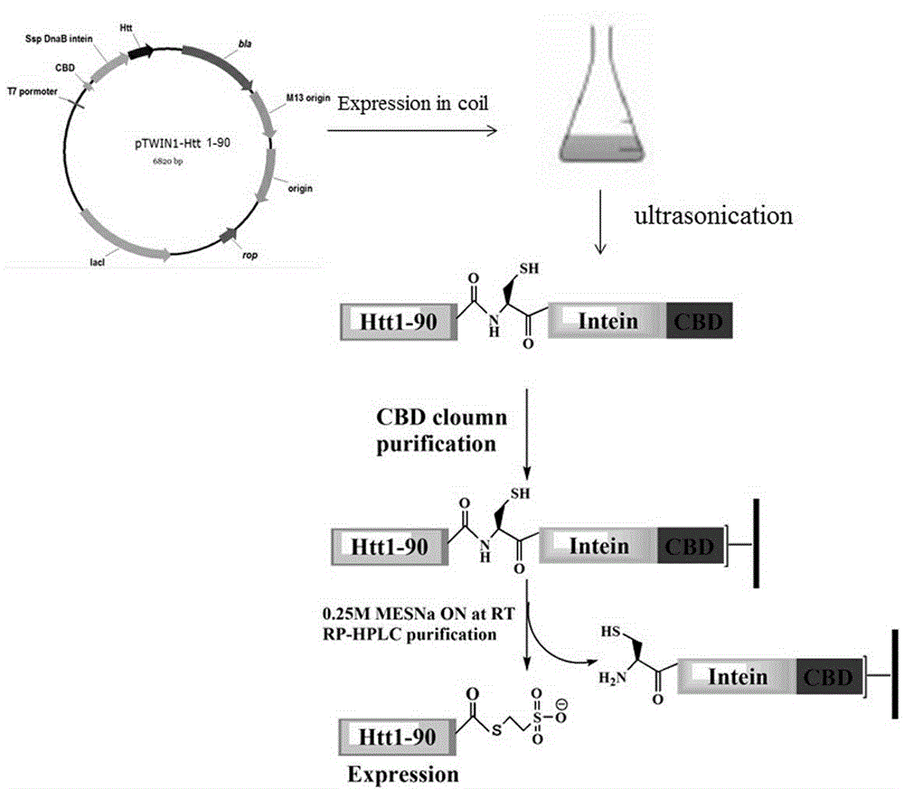 Glycosylation modification method of huntingtin protein