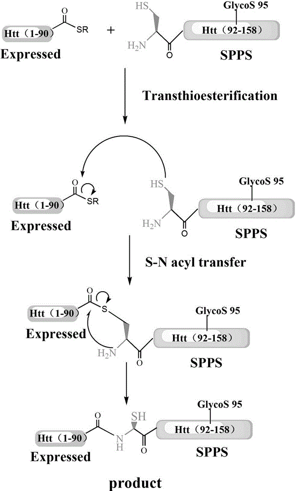 Glycosylation modification method of huntingtin protein