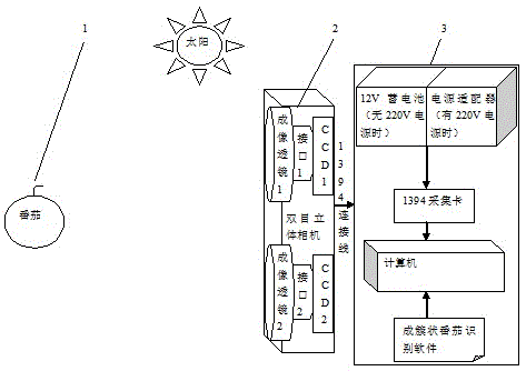 A clustered tomato recognition method based on binocular stereo vision