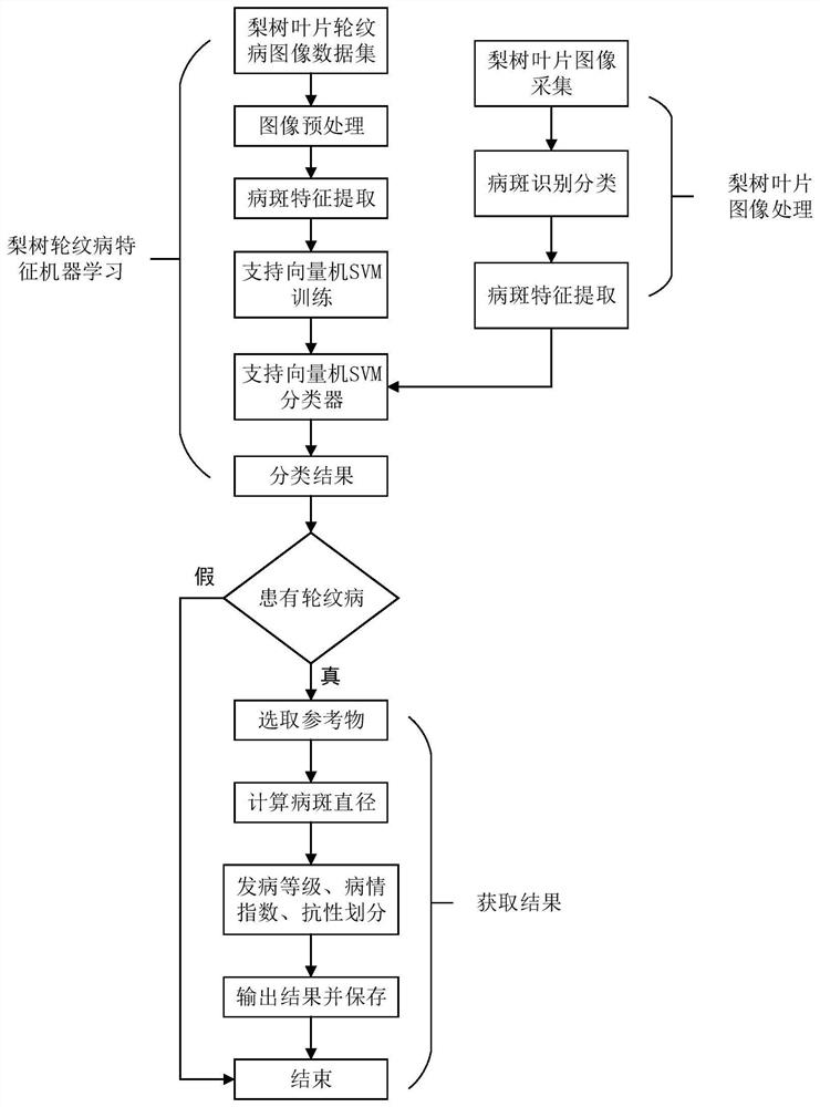 Method for determining pear ring spot resistance based on support vector machine classification algorithm