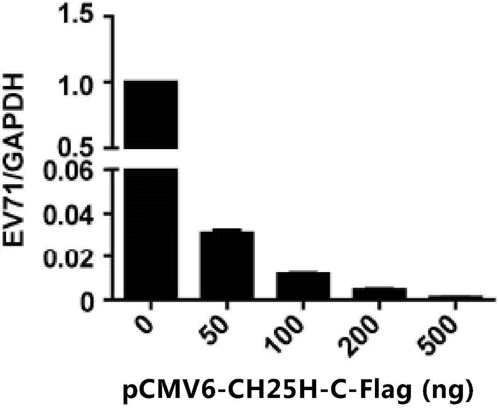 Cholesterol hydroxylase CH25H and application thereof