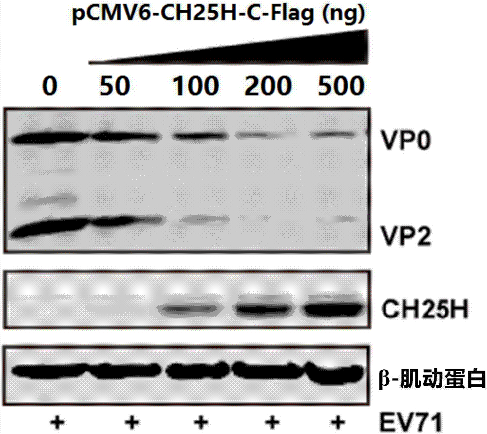 Cholesterol hydroxylase CH25H and application thereof