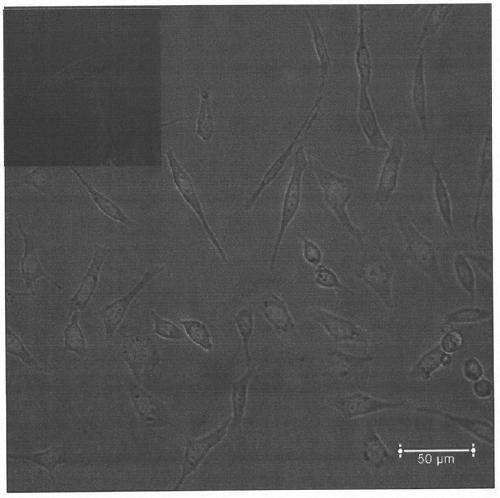 Affinity peptides associated with cell membrane markers