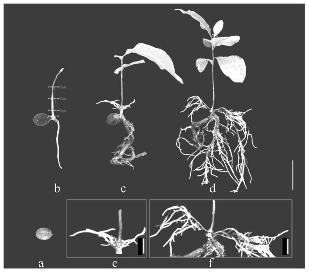 Construction and optimization of simple and efficient carya illinoinensis agrobacterium transformation system