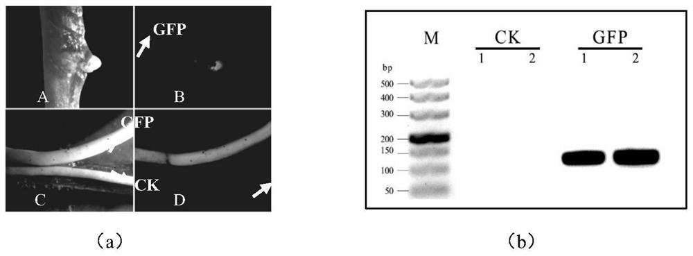 Construction and optimization of simple and efficient carya illinoinensis agrobacterium transformation system