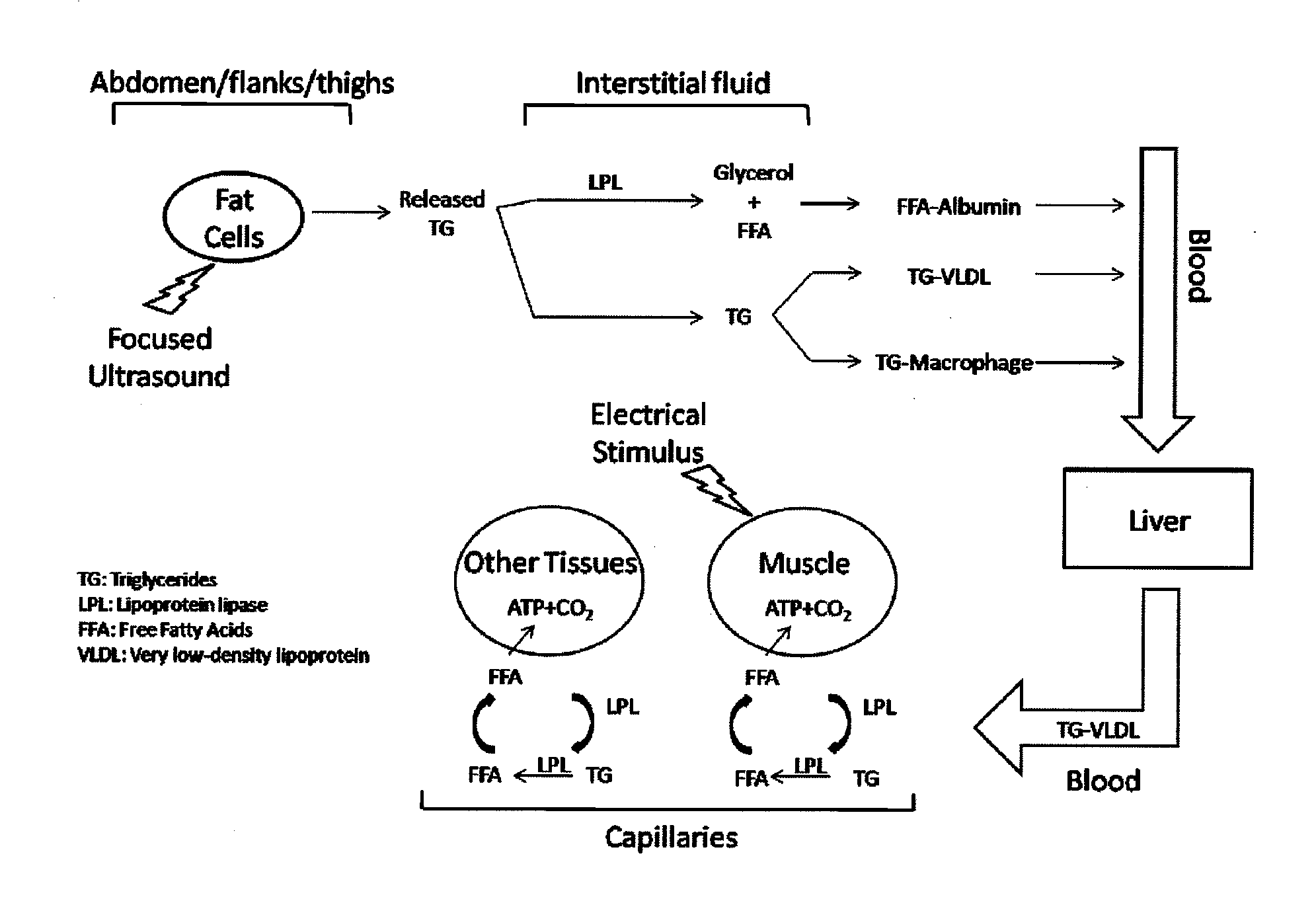 Method and system for destroying adipose tissue non-invasively and accelerating lipid metabolism