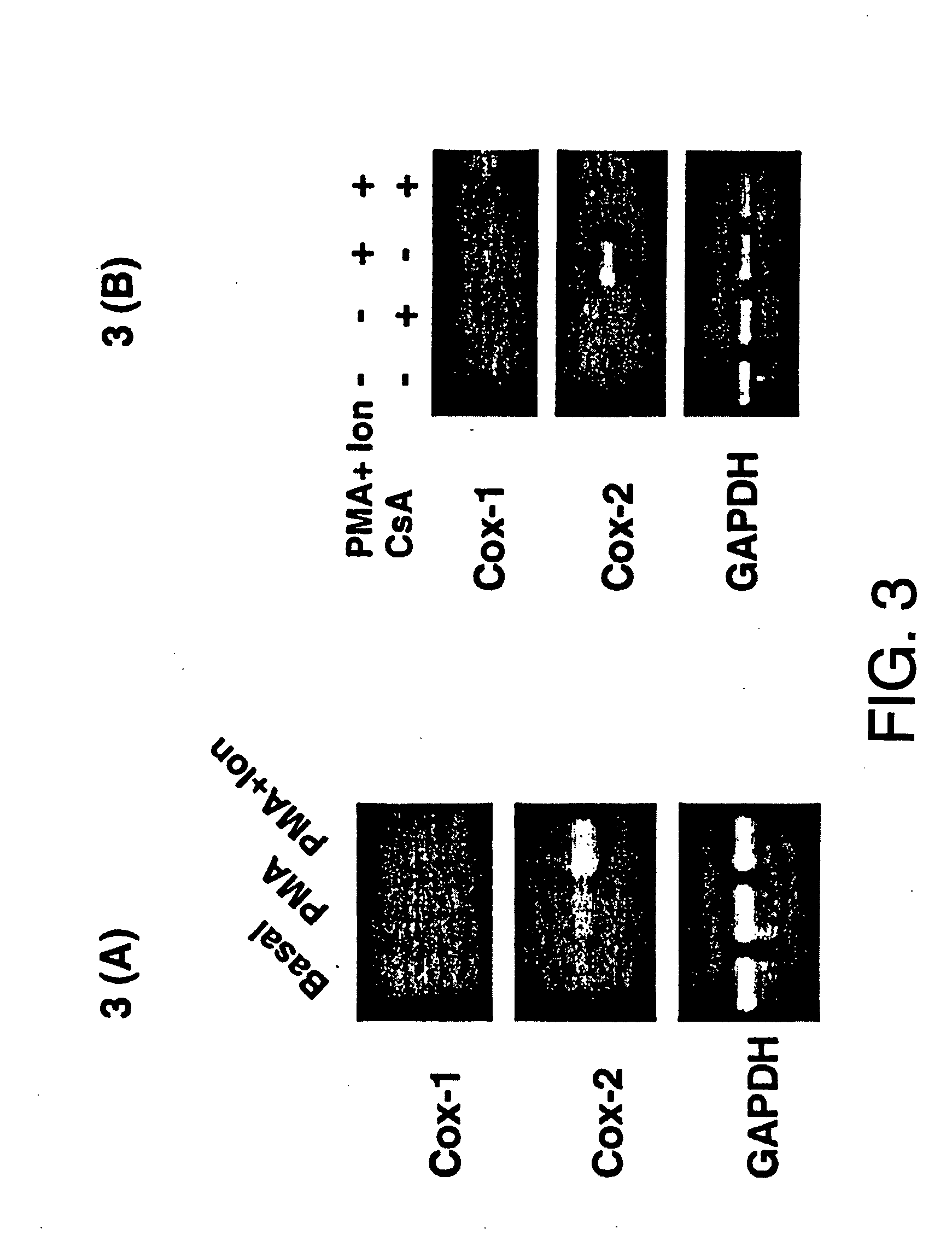 Methods of screening for cox-2 inhibitors