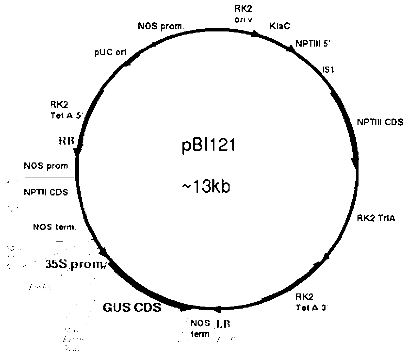 Method for culturing agrobacterium-mediated transgenic salix matsudana plants