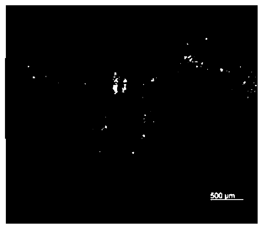 Method for culturing agrobacterium-mediated transgenic salix matsudana plants