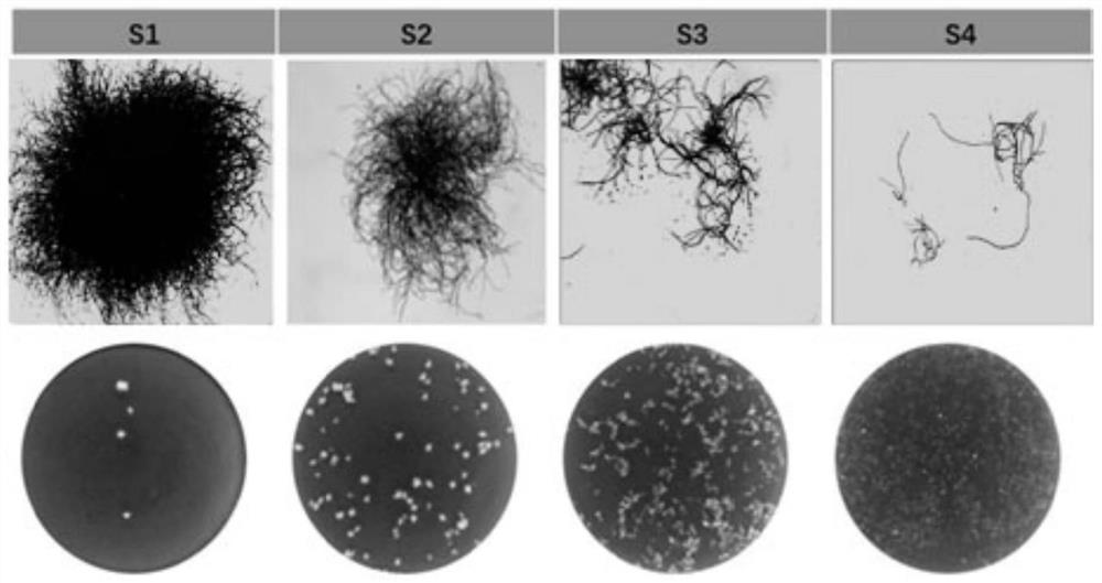 Method for efficiently producing rhizopus oryzae lipase by using aspergillus oryzae