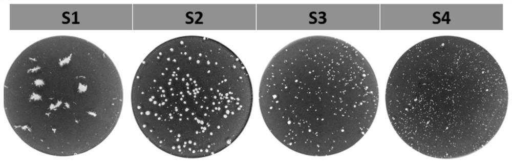 Method for efficiently producing rhizopus oryzae lipase by using aspergillus oryzae