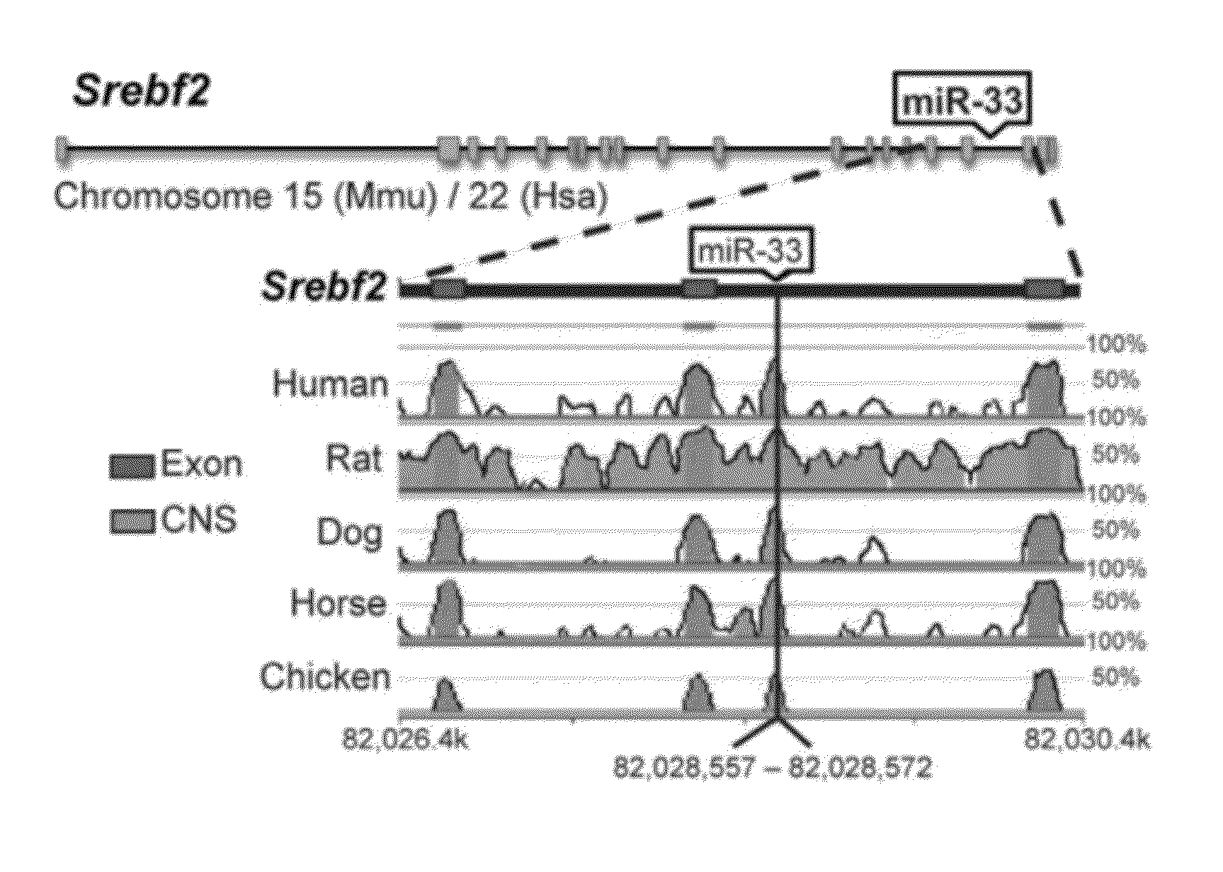 miR-33 INHIBITORS AND USES THEREOF