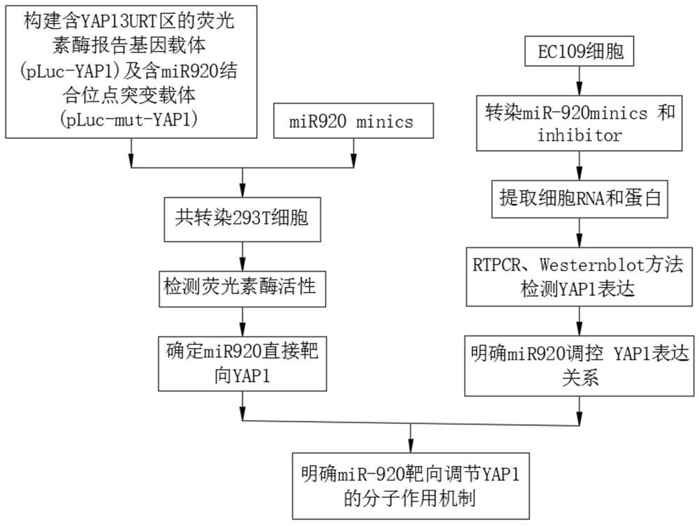 Mechanism method of miR-920 targeting YAP1 in drug resistance of esophageal squamous carcinoma chemotherapy