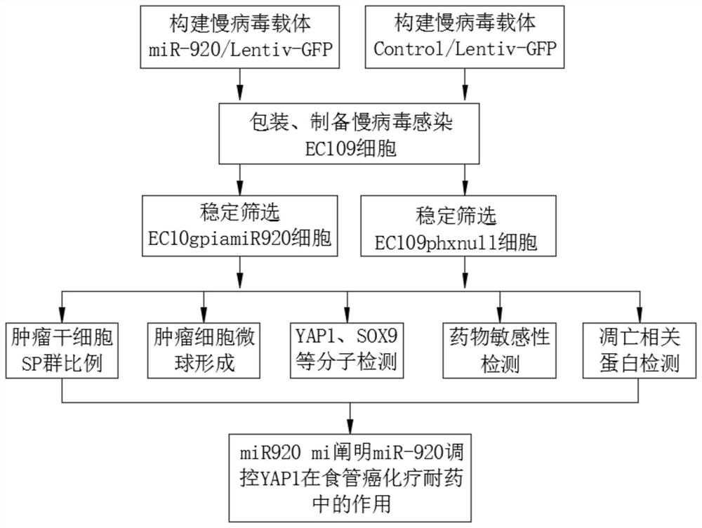 Mechanism method of miR-920 targeting YAP1 in drug resistance of esophageal squamous carcinoma chemotherapy