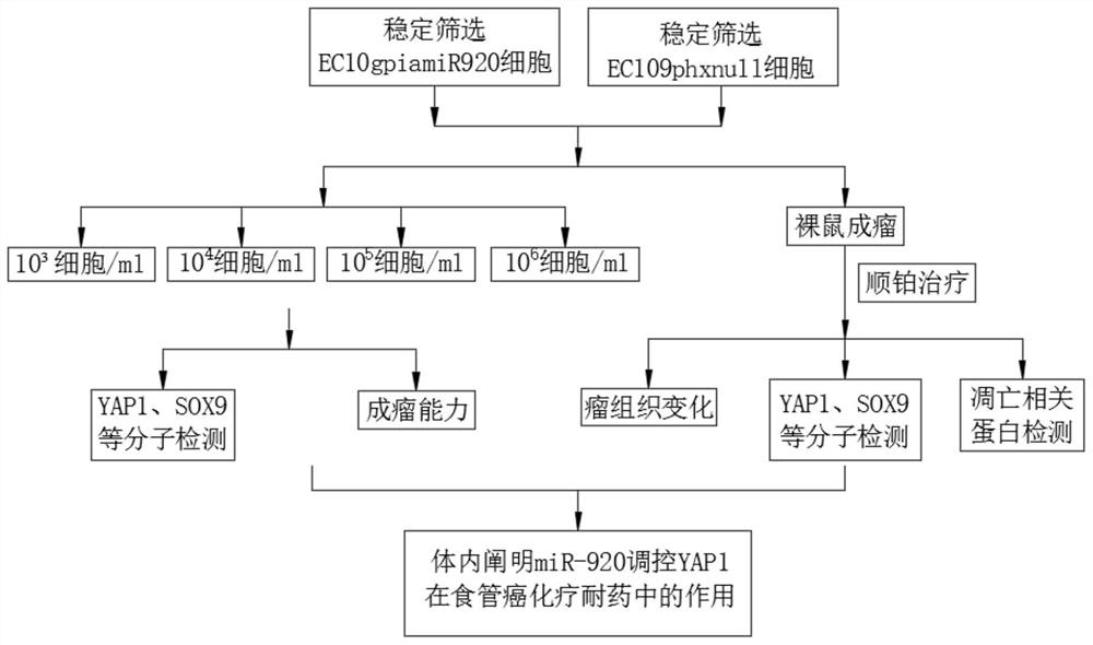 Mechanism method of miR-920 targeting YAP1 in drug resistance of esophageal squamous carcinoma chemotherapy