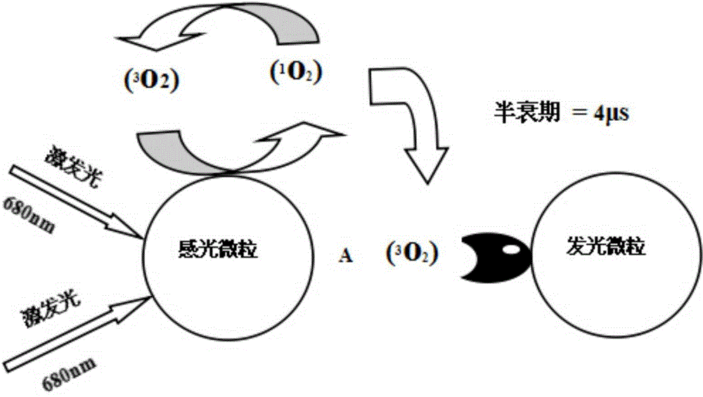 C-reactive protein quick-detecting method and C-reactive protein quick-detecting kit