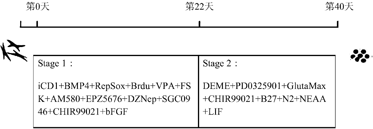 Cultivation system used for generation of chemically induced pluripotent stem cell and chemical reprogramming method using the same