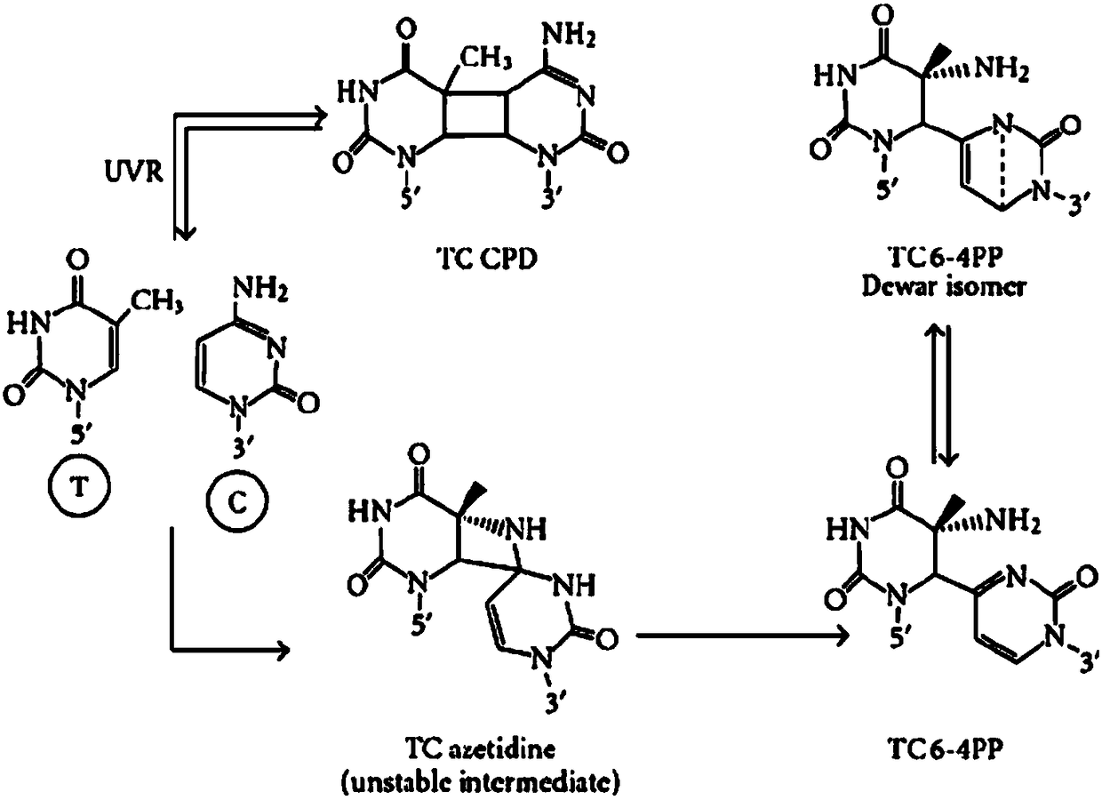 Antibody for identifying pyrimidine dimer generated by DNA irradiated by ultraviolet