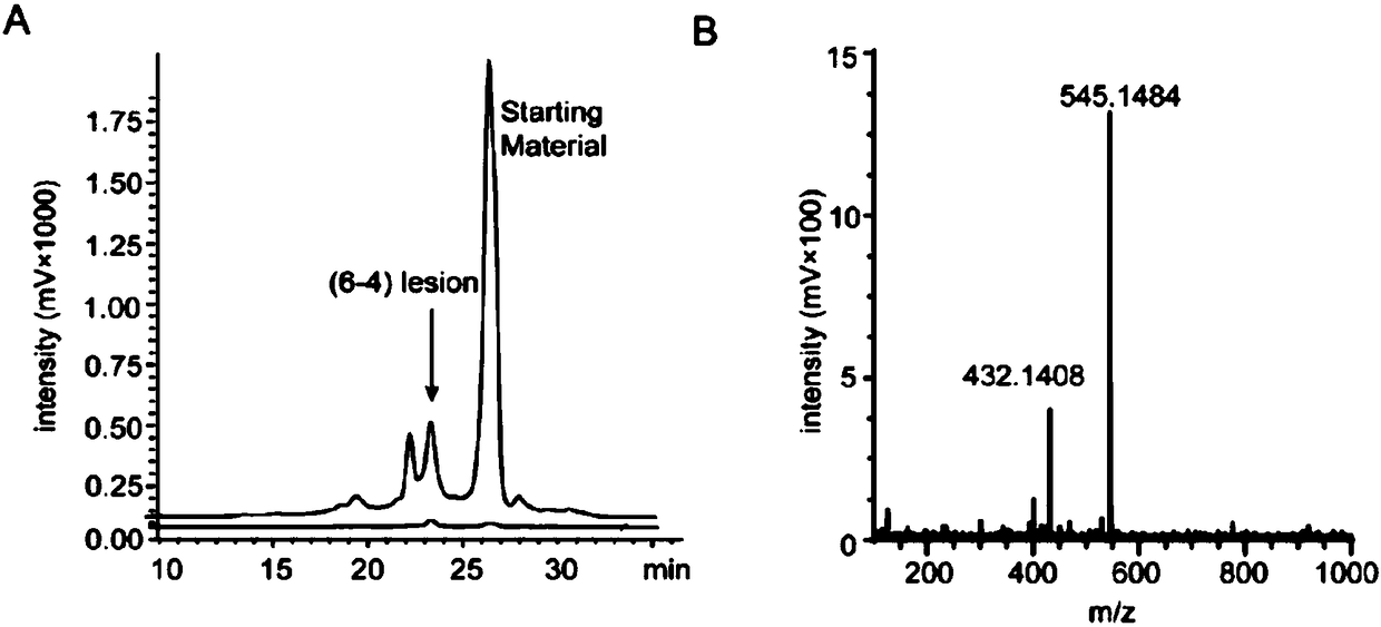 Antibody for identifying pyrimidine dimer generated by DNA irradiated by ultraviolet