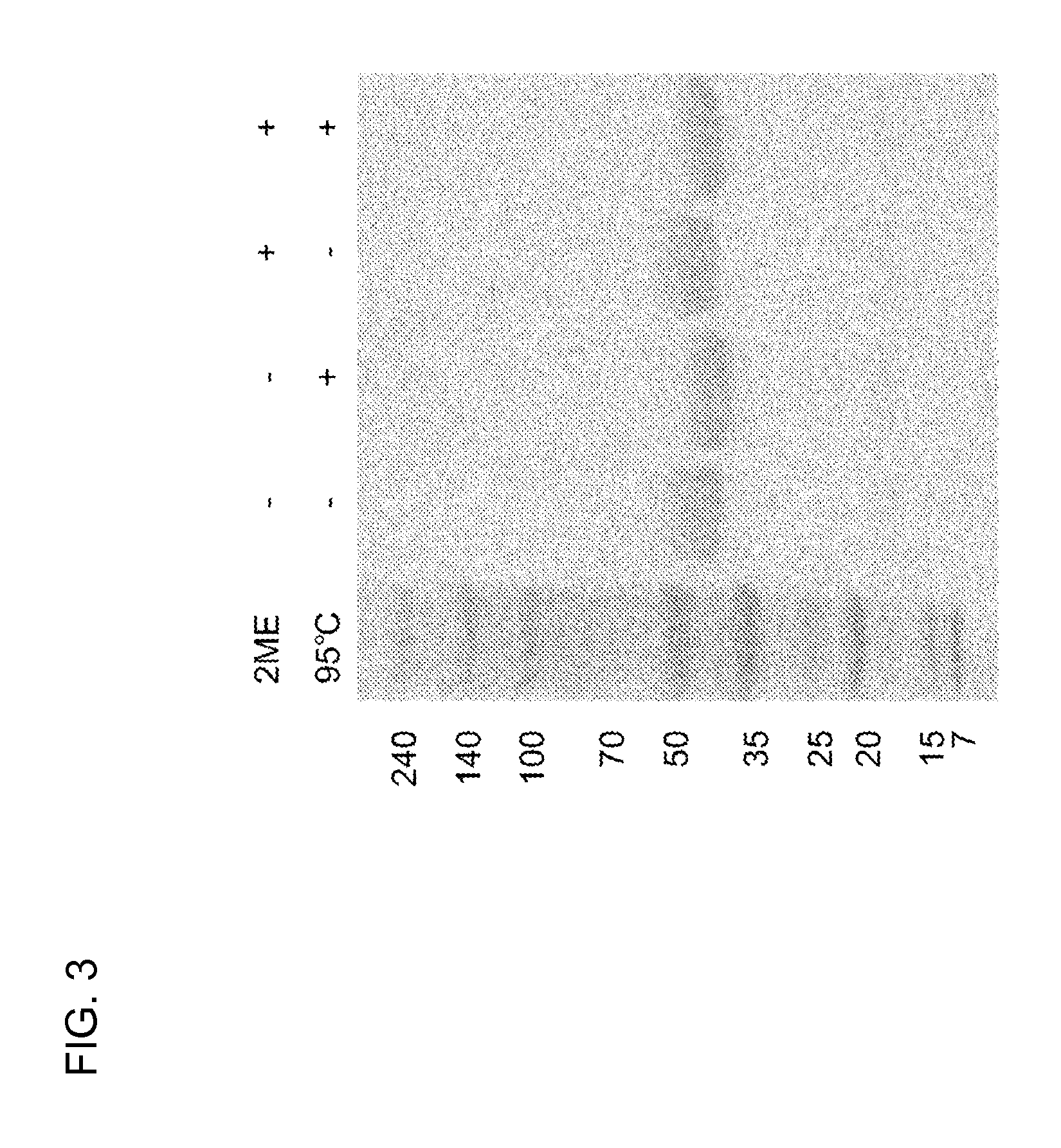 Undifferentiated cell elimination method