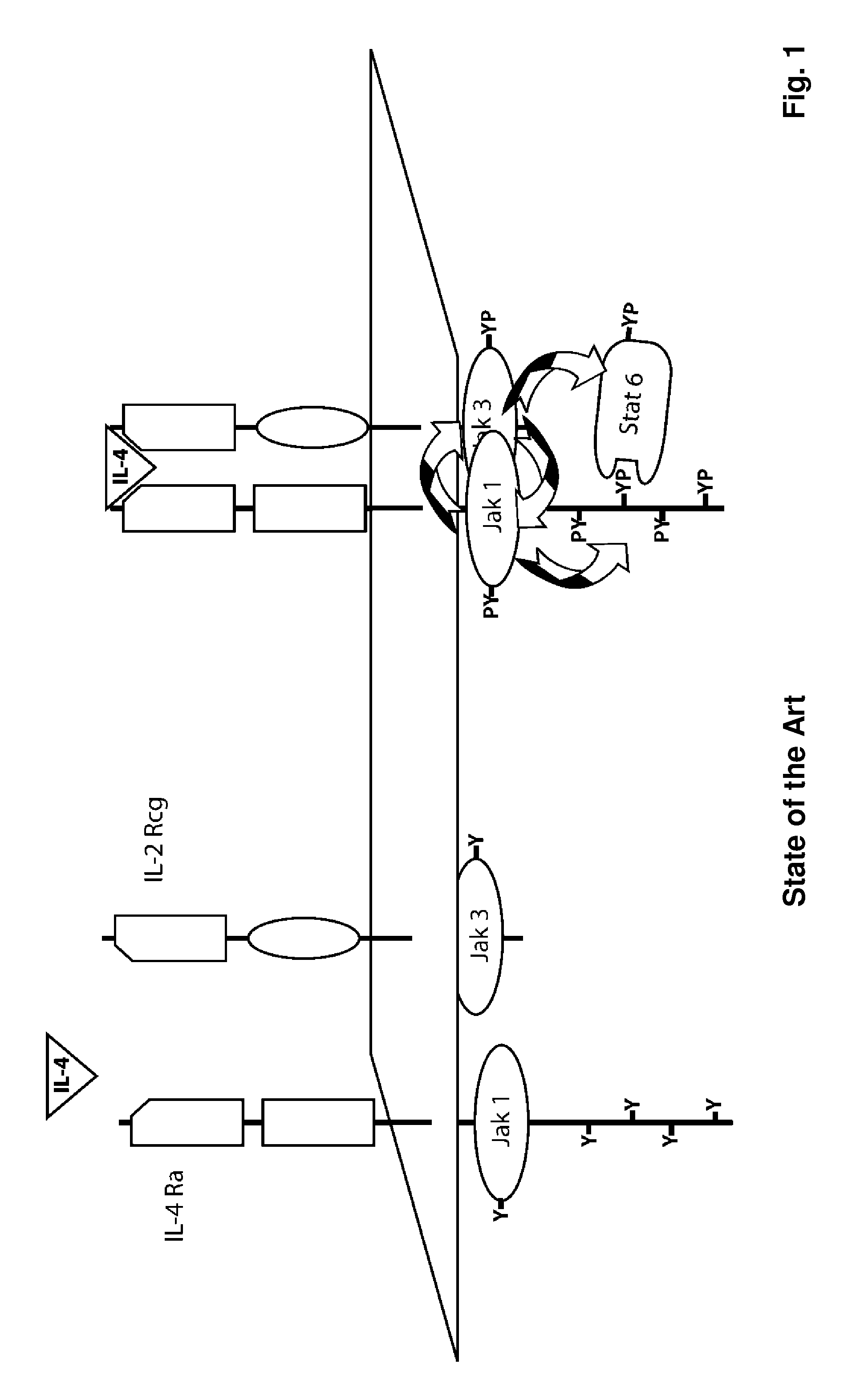 Methods and Compositions for Reducing Interleukin-4 or Interleukin-13 Signaling