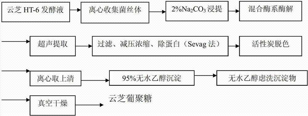 Coriolus versicolor strain and method for extracting Coriolus versicolor glucan by utilizing fermentation products of Coriolus versicolor strain