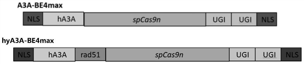 Construction method of disease animal model and fusion protein