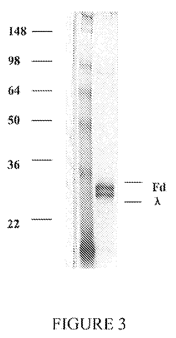 Fragments of antibodies to epidermal growth factor receptor and methods of their use