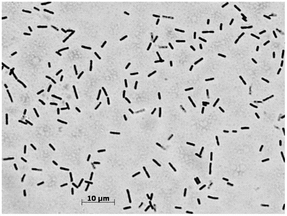 Bacillus subtilis B51 and application of bacillus subtilis B51