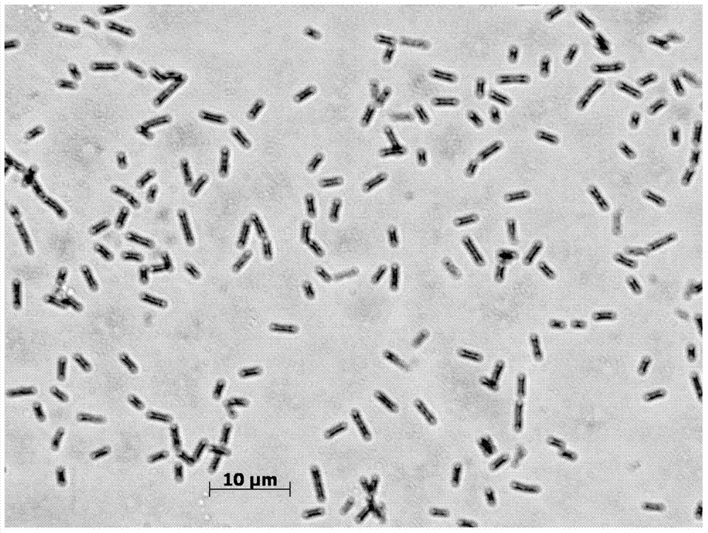 Bacillus subtilis B51 and application of bacillus subtilis B51