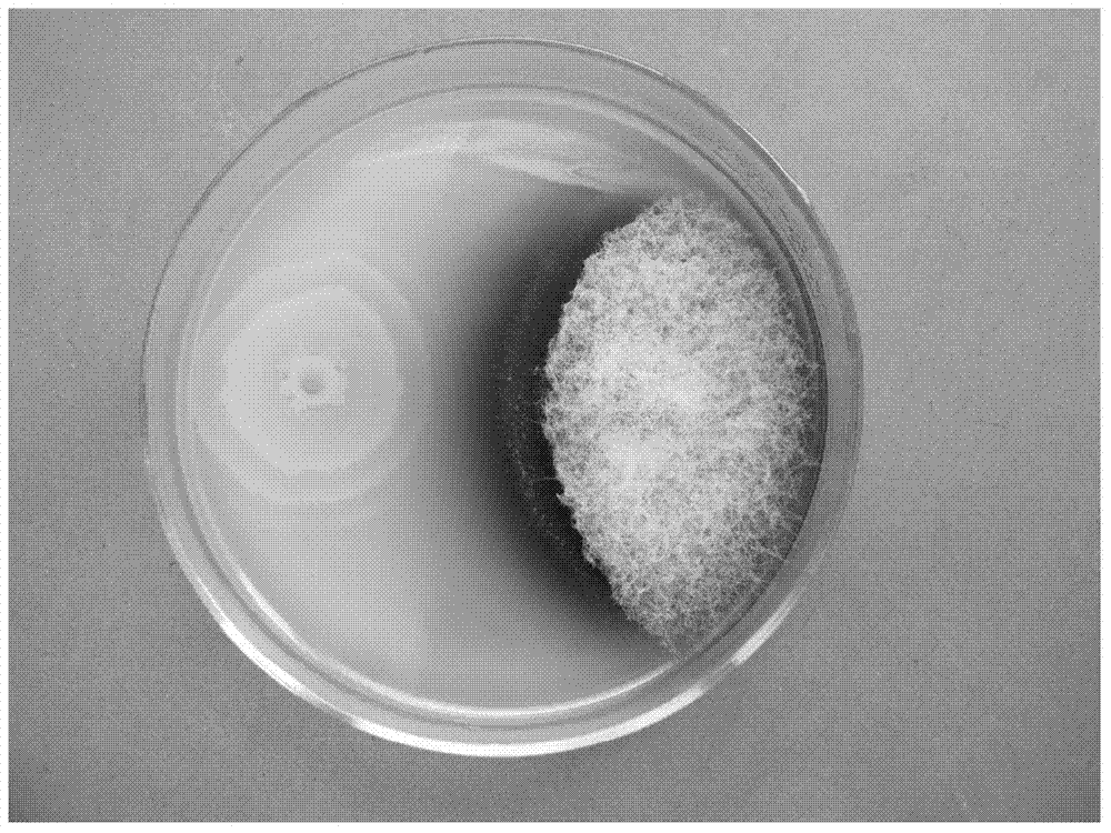 Bacillus subtilis B51 and application of bacillus subtilis B51