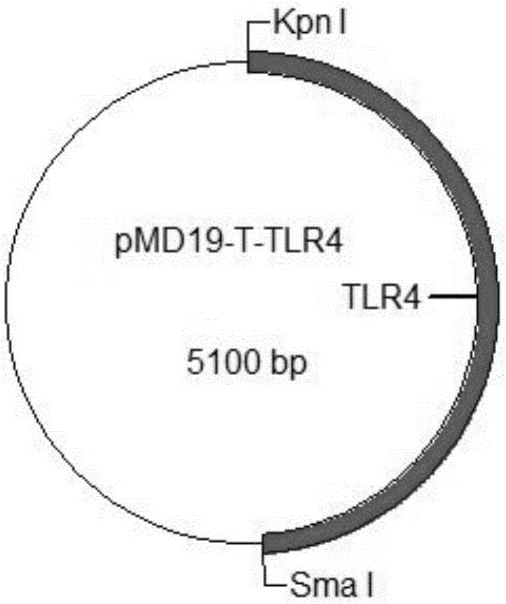 Construction method of cell model for detecting pyrogens, cell model and pyrogen detection kit