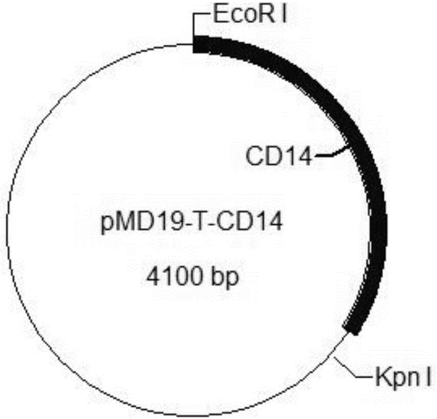 Construction method of cell model for detecting pyrogens, cell model and pyrogen detection kit