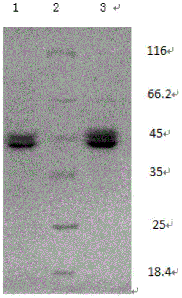 Method for screening hybridoma cells secreting specific monoclonal antibodies, and application thereof