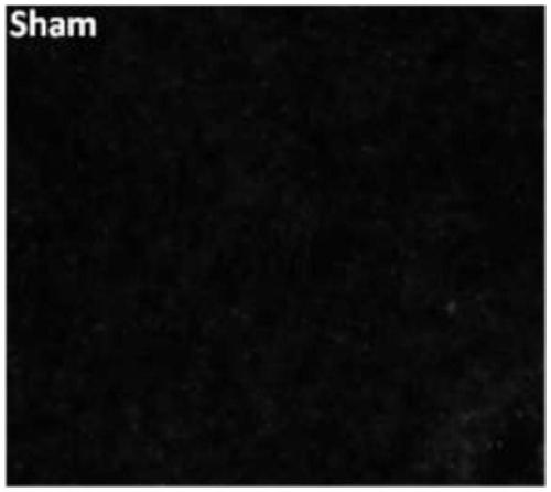 Porcine circovirus type 3 strain, and preparation method and application thereof