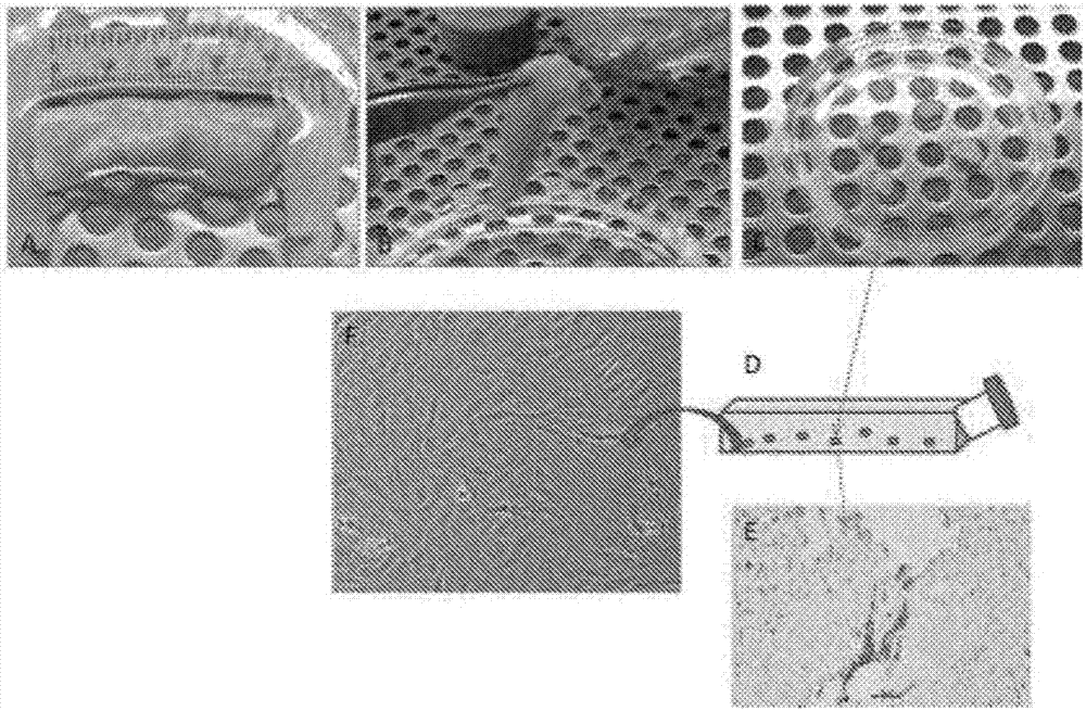 Stem cell compositions and methods of producing stem cells for therapeutic applications