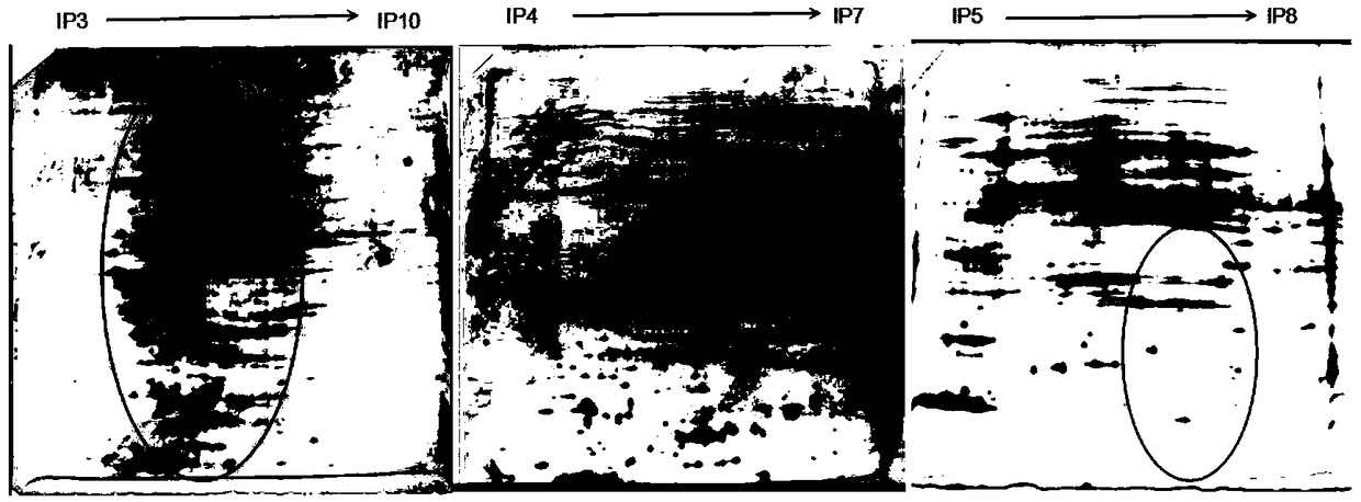 Dimensional electrophoresis method suitable for proteomic analysis of broad bean root system