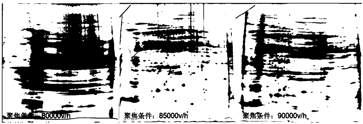 Dimensional electrophoresis method suitable for proteomic analysis of broad bean root system