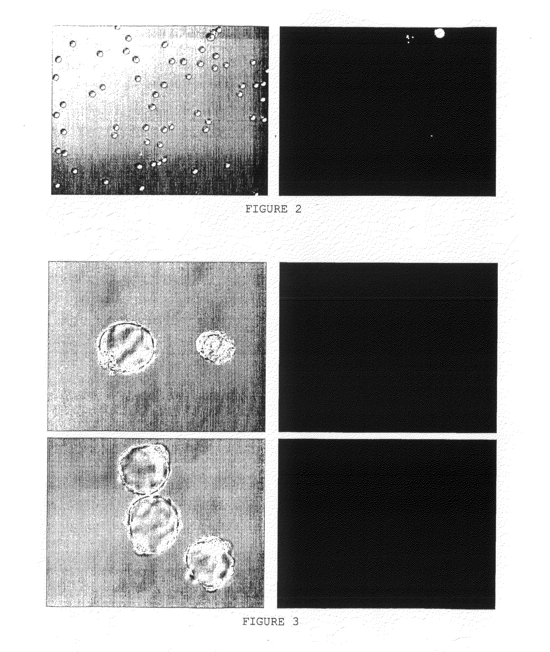 Cell Surface Coating with Hyaluronic Acid Oligomer Derivative