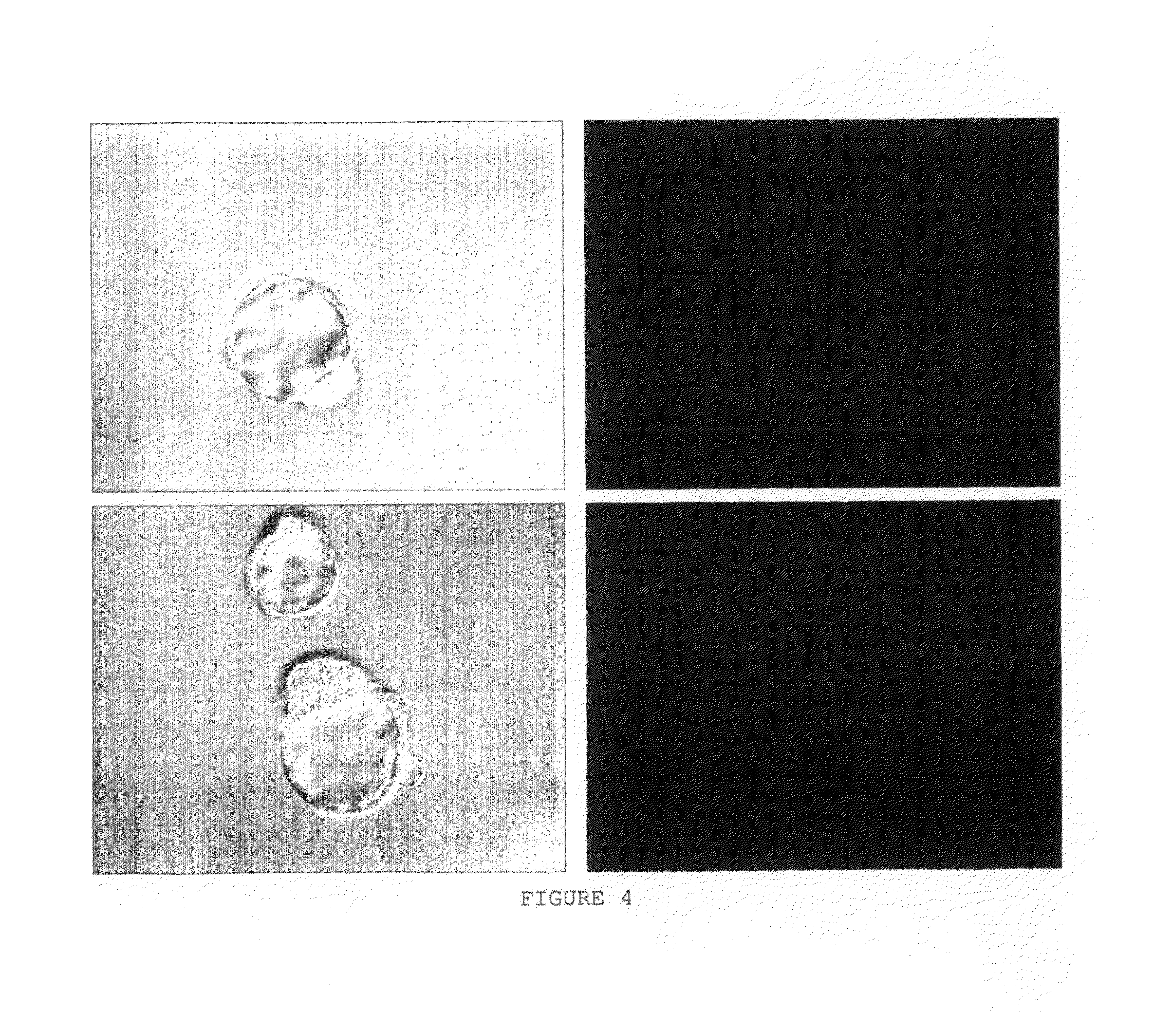 Cell Surface Coating with Hyaluronic Acid Oligomer Derivative