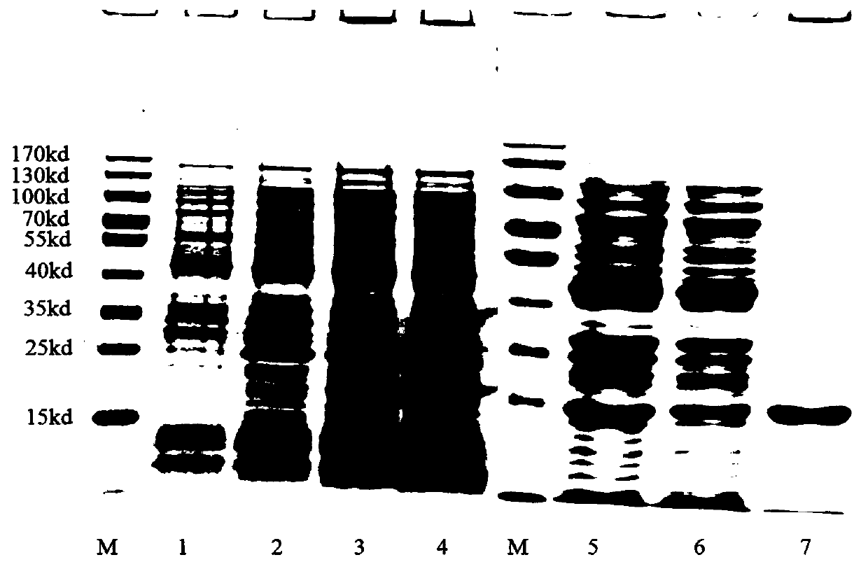 Preparation method and application of a cellular immune adjuvant tsa-41