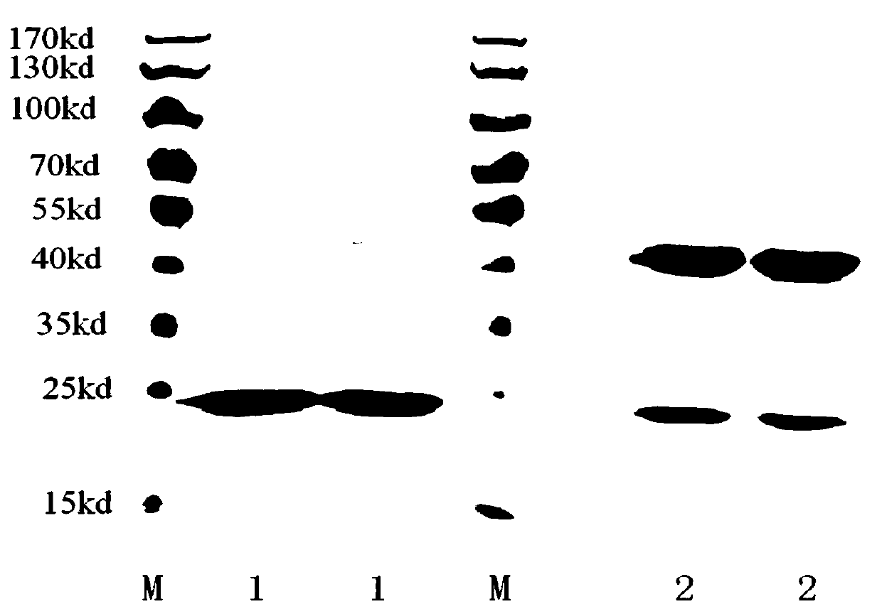 Preparation method and application of a cellular immune adjuvant tsa-41