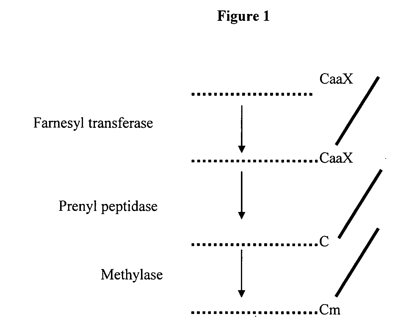 Polynucleotides encoding plant prenyl proteases