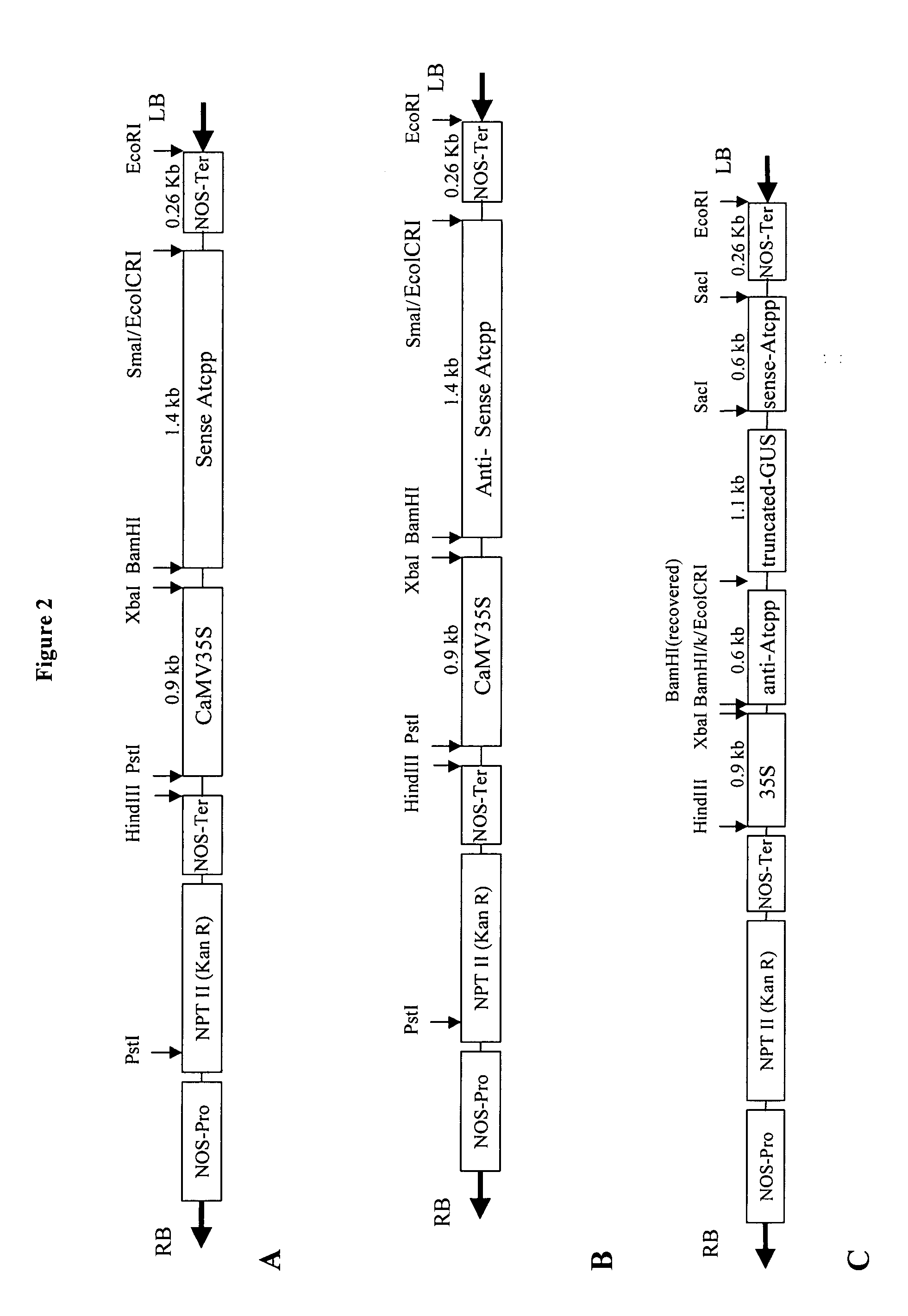 Polynucleotides encoding plant prenyl proteases