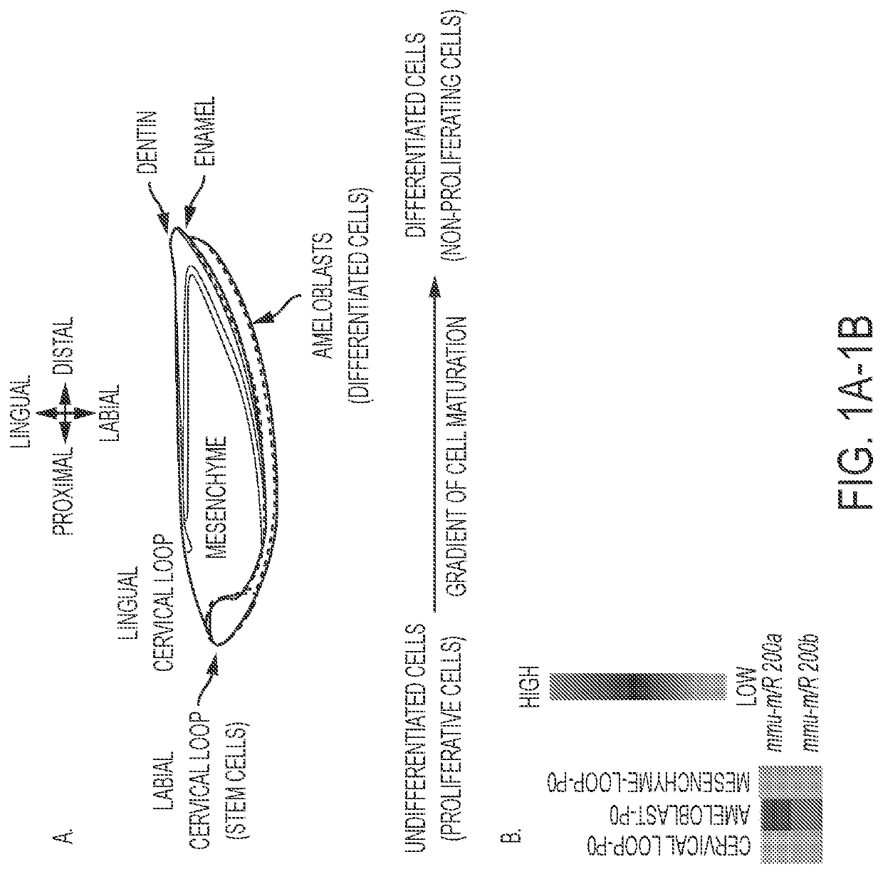 Methods to generate epithelial cells