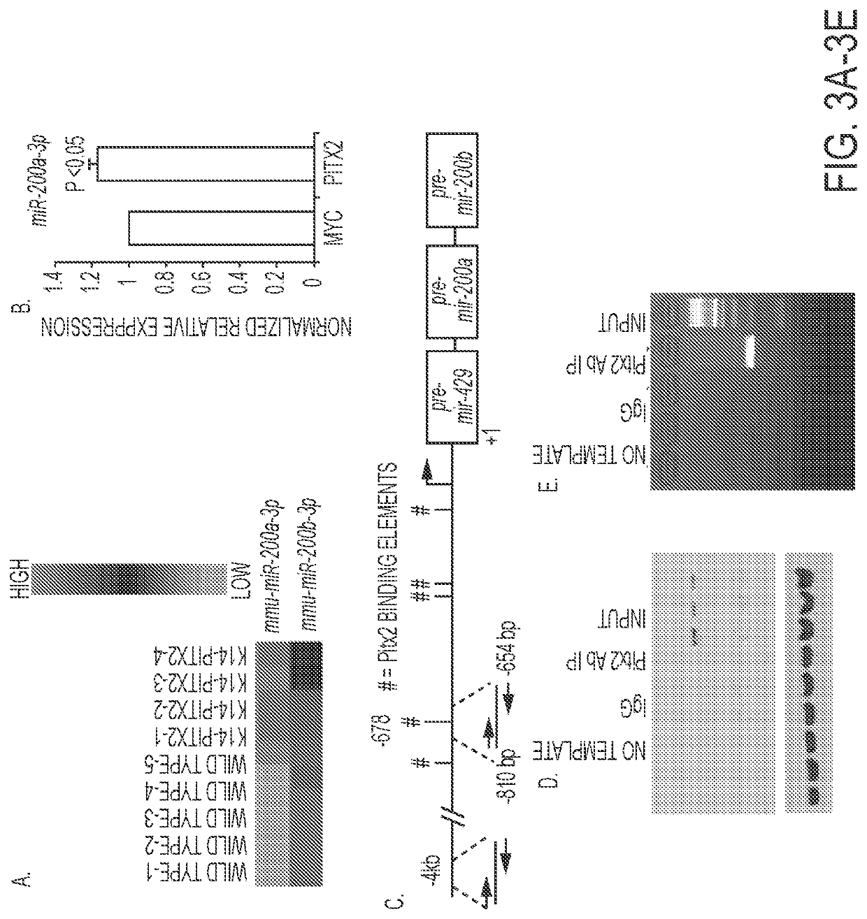 Methods to generate epithelial cells